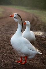  geese walking in a park
