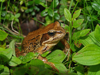 frog closeup 