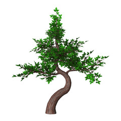 Bonsai Tree on White