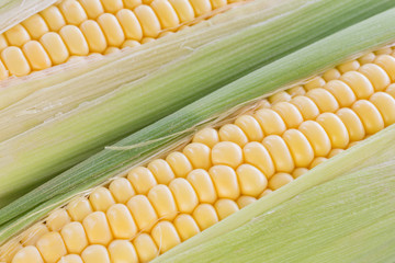 corn on the cob close-up, natural foods. crude vegetable
