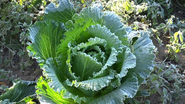 frozen cabbage in early autumn morning in farm plantation. Plant leaves covered with hoarfrost. Zoom in shot.
