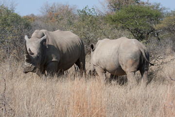 White Rhinoceros