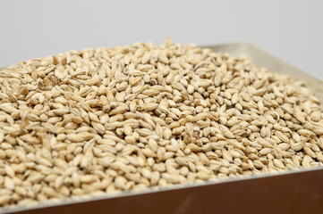 malt, macro
