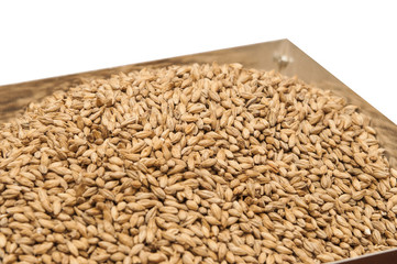 malt, macro