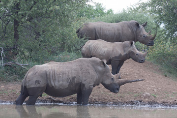 White Rhinoceros