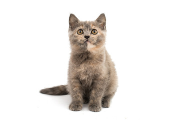 gray kitten isolated