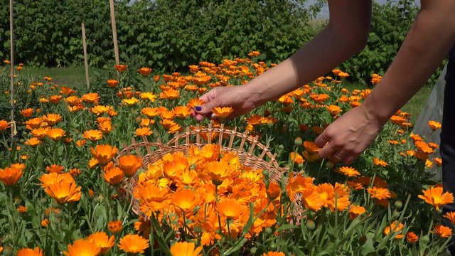gardener girl hands pick gather marigold calendula herb flower blooms to wicker basket. Alternative medicine. Organic plants grow in farm. Static closeup shot.

