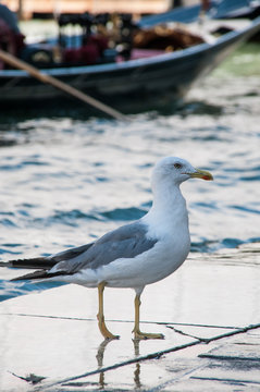 Gaviota patiamarilla (Larus michahellis) en reposo, Venecia, Italia