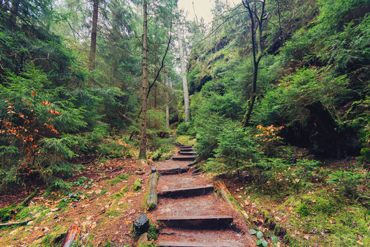 hiking path through forest landscape