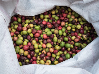 fresh coffee beans before roast.