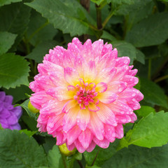 Pink dahlia flower