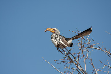 Southern Yellow-Billed Hornbill