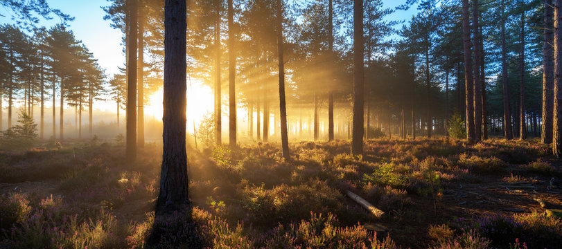 Fototapeta Sunrise in misty woods near Wareham, Dorset, England, UK