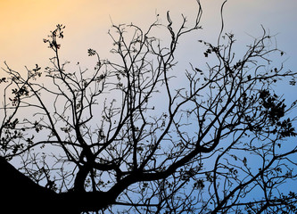 Backlit trees and branches on evening time