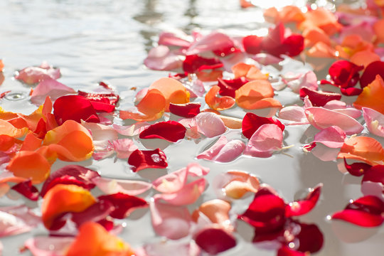 Rose petals in the water
