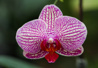 Fototapeta na wymiar Orchid are called Phalaenopsis.