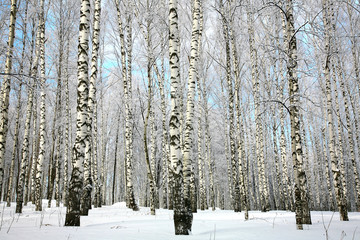 Obraz premium Zima brzozowy gaj z zakrywającymi śnieżnymi gałąź
