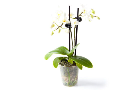 Mini Orchidee" Images – Browse 47 Stock Photos, Vectors, and Video | Adobe  Stock