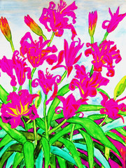 Fototapeta na wymiar Pink daily lilies