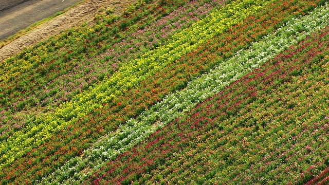 Rows of flowers on a farm, aerial shot