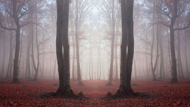 Fototapeta Dark trees in silhouettes. Abstract symmetry