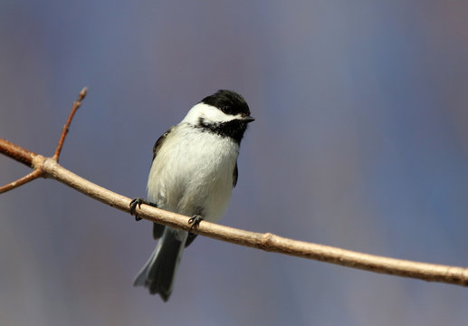 M&eacute;sange &agrave; t&ecirc;te noire
