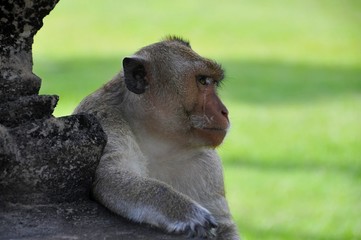 monkey close-up