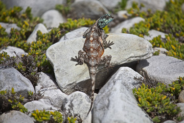 Agama Atra Lizard