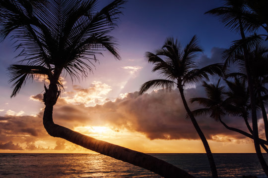 Tropischer Sonnenaufgang oder Sonnenuntergang mit Palmen