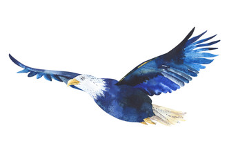 Watercolor isolated  illustration of a bird eagle in white backg