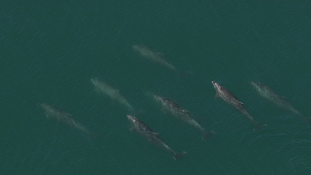 Aerial shot of dolphins swimming