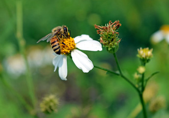 bee eat pollen of spring white flower