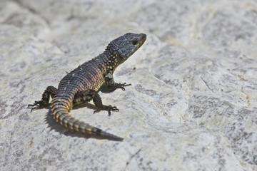 Armadillo Girdled Lizard