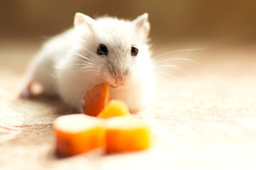 Jungar little hamster gnaws a carrot