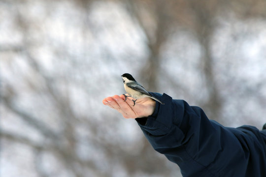 M&eacute;sange &agrave; t&ecirc;te noire