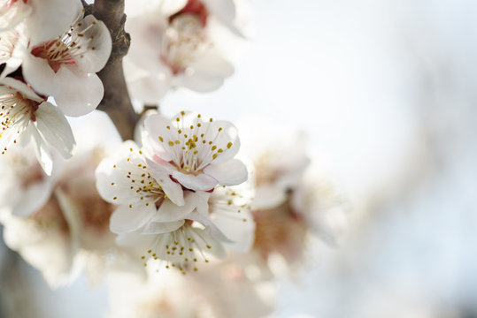 Cherry Blossom © hitdelight