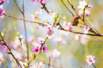Fototapeta na wymiar Cherry tree blooming in spring