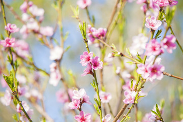 Cherry tree blooming in spring