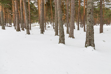 Paisaje nevado de las monta&ntilde;as del puerto de Canencia en Madrid, Espa&ntilde;a