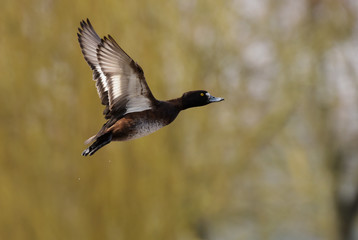 Tufted Duck, Aythya fuligula