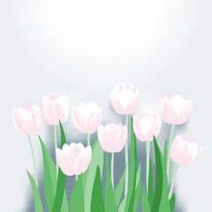 Group of pink tulips