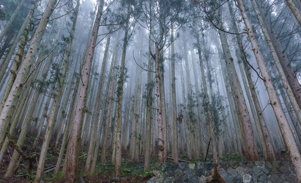 Mist in the Japanese cedar forest, Jigokudani Monkey Park, Nagano, Japan
