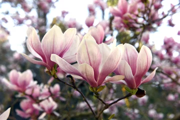 Foto op Canvas The flowers of magnolia in march © a8764