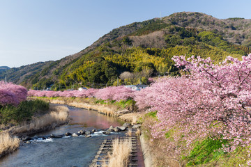 Sakura and river