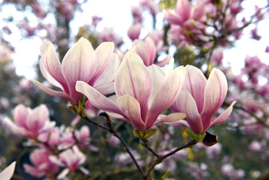 Fototapeta The flowers of magnolia in march