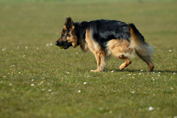 German Shepherd, Dog