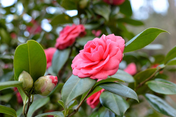 camellia pink