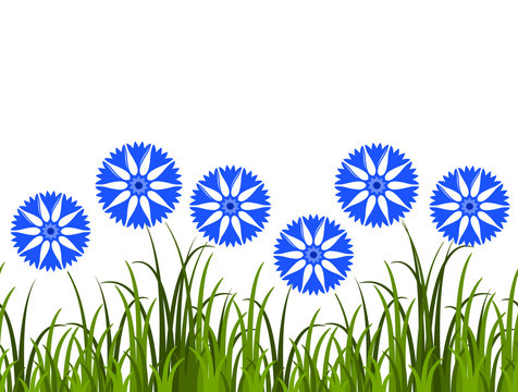 cornflowers border