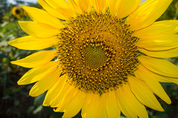Big Sunflower