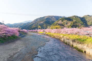 Fototapeta na wymiar Sakura in japanese city